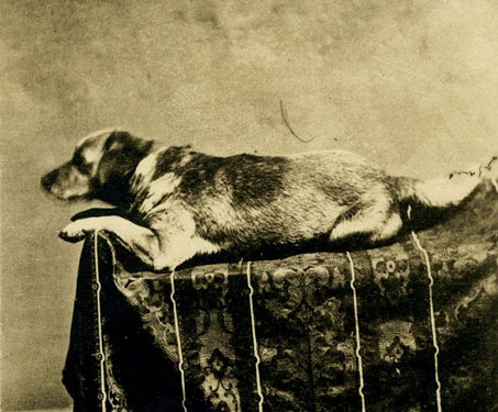 Fido was Abraham Lincoln's dog