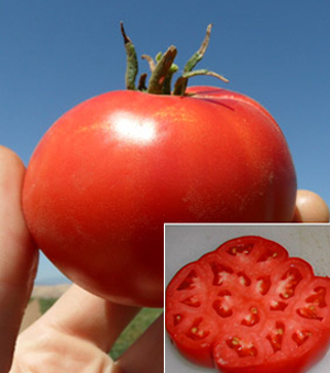 Abraham Lincoln tomato